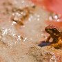 petite grenouille dans une mare d'altitude - Vanoise - Savoie