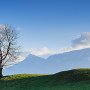 un arbre près de Curienne et le Granier - Bauges - Savoie