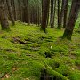 La forêt ivre de Vailly - Chablais - Hte Savoie