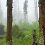 Une forêt brisonnière dans le brouillard - Brison - Hte Savoie