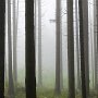 Une forêt brisonnière dans le brouillard - Brison - Hte Savoie
