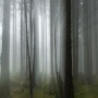 Une forêt dans le brouillard. ça faisait longtemps que je cherchais ce genre d'endroit. Une forêt "propre" sans végétation au sol, beaucoup de mousse et beaucoup d'ambiance. Elle se cachait à seulement 500m de la maison ....