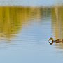 Canard Col Vert - Lac de Saint André - Savoie