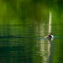Grebbe huppée - Seyssel - Hte Savoie