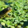 petite grenouille dans une mare d'altitude - Belledonne - Savoie