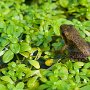 petite grenouille dans une mare d'altitude - Belledonne - Savoie