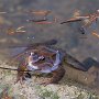 Grenouille Rousse - Pragondran - Savoie