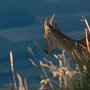 Bouquetin au Grammont - Chablais valaisan - Suisse