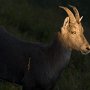 Bouquetin au Grammont - Chablais valaisan - Suisse