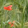 Blés et coquelicots