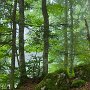 forêt d'Arith - Bauges - Savoie