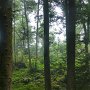 forêt de l'Epine - Savoie