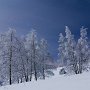 Bouleaux sous la pleine Lune à Pragondran - Bauges - Savoie