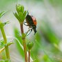coccinelle