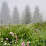 Une forêt brisonnière dans le brouillard - Brison - Hte Savoie