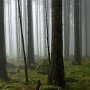 Une forêt brisonnière dans le brouillard - Brison - Hte Savoie