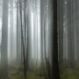 Une forêt brisonnière dans le brouillard - Brison - Hte Savoie