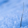 Un brin d'herbe résiste à la neige ... bien que pas très au point dans mes techniques en macro-photographie, j'aime bien les vues rapprochées, jouer avec la lumière, les textures et un élément qui se distingue ...
