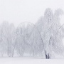 encore du brouillard, de la neige et mes chers bouleaux adorés ... à chaque fois qu'il neige je vais les voir. Ici sous 40cm de neige en décembre 2008 ... ils paraissent bien plus fragiles que sur la précédente image.