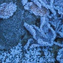 Le givre du "Bout du Monde", un lieu "sans soleil" en hiver. J'aime bien ce genre d'endroit ... sentir le froid mordant ... chercher les détails de l'hiver ...