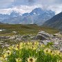Cirse très épineux, Combe de Drône, Valais - Suisse
